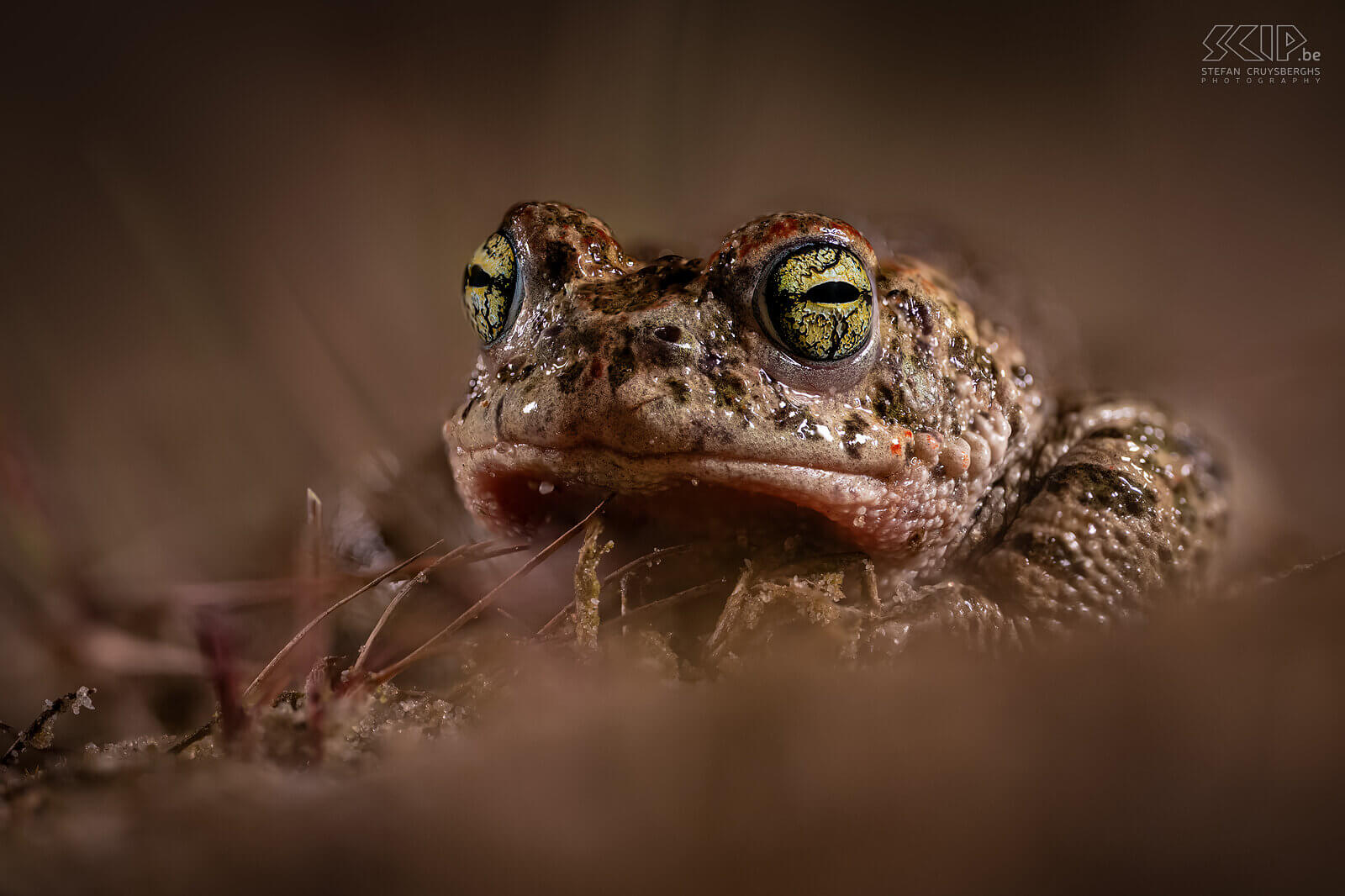 Amphibians - Natterjack toad The natterjack toad (Epidalea calamita) is a medium-sized toad with short legs is a pioneer species that mainly occurs in dune and heath areas. They have a characteristic yellow stripe on the back and colored spots.  Stefan Cruysberghs